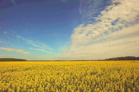 De l&rsquo;incongruit&eacute; des pratiques agricoles et alimentaires du XXIe si&egrave;cle - La Vie des id&eacute;es | Chronique des Droits de l'Homme | Scoop.it
