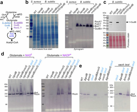 A promiscuous Bcd amino acid dehydrogenase promotes biofilm development in Bacillus subtilis | npj | RMH | Scoop.it