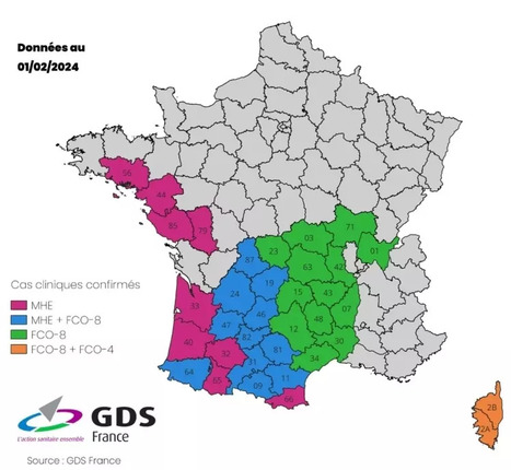 FCO sérotype 8 : pourquoi GDS France pousse à vacciner vaches et génisses | Lait de Normandie... et d'ailleurs | Scoop.it
