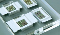 Synthetic biology on a piece of paper: Brighter future for disease diagnostics? - Genetic Literacy Project | SynBioFromLeukipposInstitute | Scoop.it