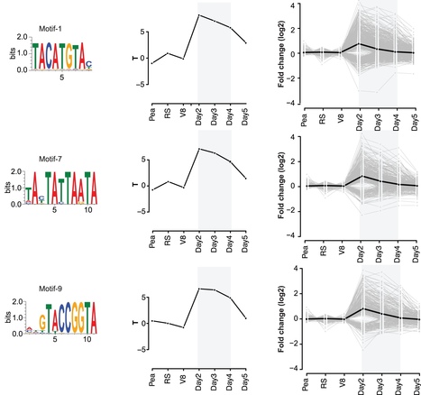 PLOS ONE: Bioinformatic Inference of Specific and General Transcription Factor Binding Sites in the Plant Pathogen Phytophthora infestans (2012) | Plant Pathogenomics | Scoop.it