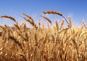 Wheat production, harvested area forecast lower in China | ASIES | Scoop.it