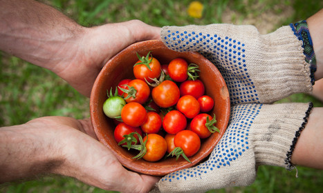24 organizations finding food justice  | ALIMENTATIONS | Scoop.it