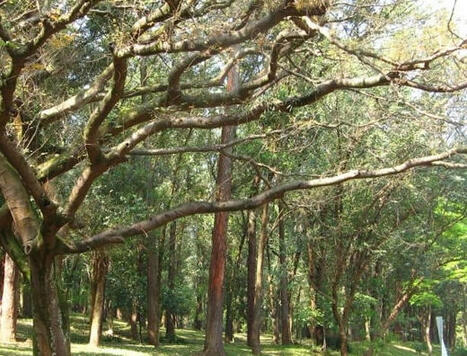 L'huile de copaïba : un parcours durable pour des innovations cosmétiques | Innovation Agro-activités et Bio-industries | Scoop.it