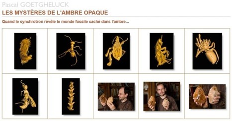 D'ambre et d'insectes | EntomoScience | Scoop.it