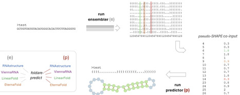 FoldARE, an RNA secondary structure analysis and prediction tool via generative pseudo-SHAPE modeling | brvbi | RMH | Scoop.it