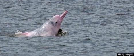 Brazil To Ban Catfish Fishing To Save Lives Of Amazon Pink River Dolphin | RAINFOREST EXPLORER | Scoop.it