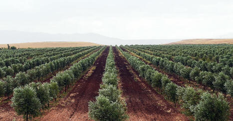 Maroc : Chez Lesieur Cristal, le bras de fer entre les actionnaires penche en faveur de Paris | CORPS GRAS | Scoop.it