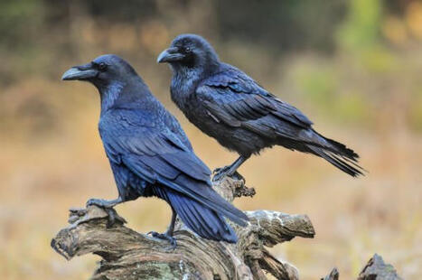 Corvid&eacute;s susceptibles d'occasionner des d&eacute;g&acirc;ts : mod&egrave;le d'arr&ecirc;t&eacute; du maire sur le corbeau freux et la corneille noire | S&eacute;curit&eacute; publique et civile. Police | Scoop.it