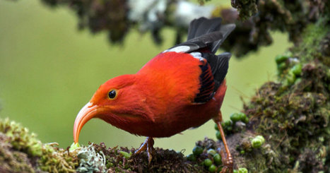 Study Predicts Grim Future For Hawaii's Rarest Forest Birds | Coastal Restoration | Scoop.it