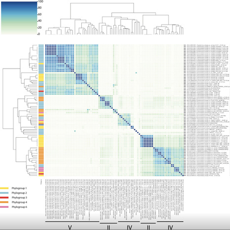 Comparative genomics reveals high prophage diversity and horizontal gene transfer of effectors and phage defence systems in the Pseudomonas syringae complex | msc | RMH | Scoop.it