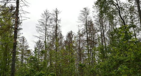 L'agroforesterie cherche des sponsors du c&ocirc;t&eacute; des industriels - Usine nouvelle | Pour innover en agriculture | Scoop.it