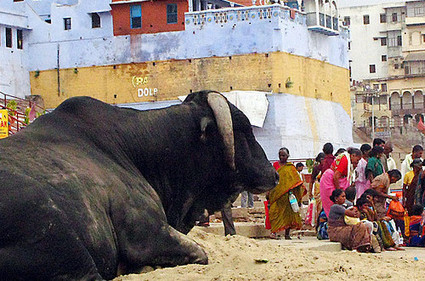 Le paradoxe indien, premier pays végétarien du monde, et premier exportateur de viande bovine | Ces infos qui nous font du bien | Scoop.it
