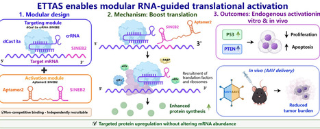 ETTAS: a modular aptamer-recruited platform for programmable translational activation | nar | RMH | Scoop.it