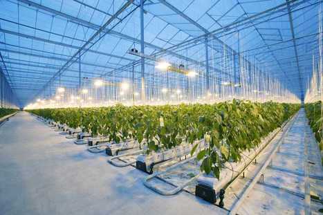 Fascination of Plants Day | France | Plant Sciences | Scoop.it
