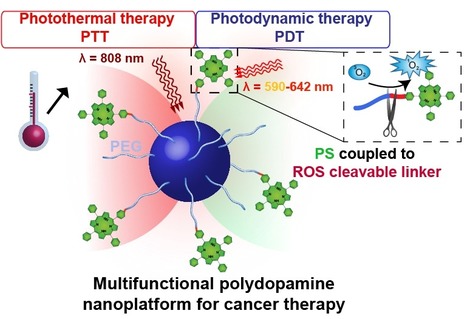 Nanoparticules innovantes &agrave; base de Polydopamine &agrave; effet bimodal photothermique et photodynamique pour un traitement synergique du cancer de l'&oelig;sophage | Life Sciences Universit&eacute; Paris-Saclay | Scoop.it