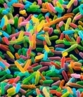 Bacteria replicate close to the physical limit of efficiency  | Ciencia-Física | Scoop.it