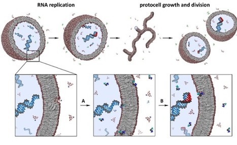 Nonenzymatic Template-Directed RNA Synthesis Inside Model Protocells | Genetic Engineering Publications - GEG Tech top picks | Scoop.it