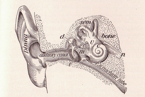 MDMA COULD BE A CURE FOR TINNITUS | Beckley News : Drugs | Scoop.it