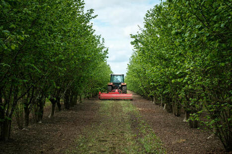 Pesticides : la fuite en avant des cultivateurs de noisettes | Environnement - Énergie | Scoop.it