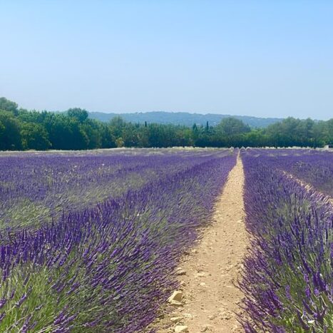 FRANCE: In Provence, lavandin fields in harmony with biodiversity.&nbsp; | CIHEAM Press Review | Scoop.it