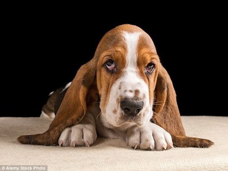 Dogs are experts at reading human EMOTIONS:  how dogs seem able to show empathy. | Empathy and Animals | Scoop.it