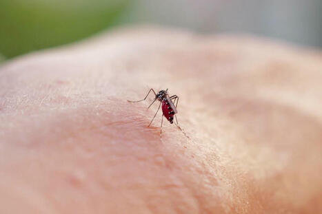 Chikungunya: Mayotte est passée en phase d'épidémie, selon Santé publique France | actualités VIH, hépatites, IST, santé sexuelle | Scoop.it