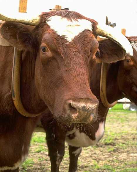Charte "Eco-construire un bâtiment d'élevage" | SCIENCES DE L' ANIMAL | Scoop.it