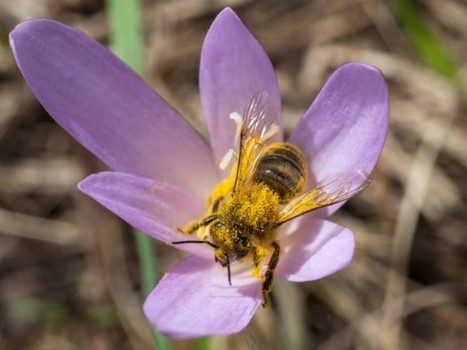 La cause d'une hécatombe d'abeilles, en Suisse, dans l'Emmental, est élucidée | EntomoNews | Scoop.it