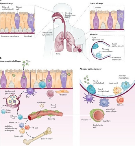 Leukocyte trafficking to the lungs and beyond: lessons from influenza for COVID-19 | Mucosal Immunity | Scoop.it