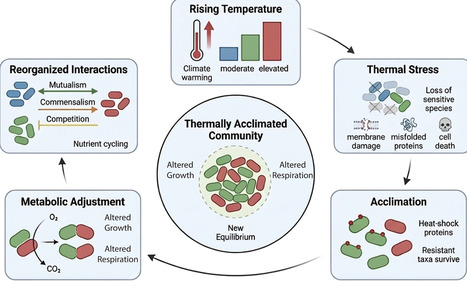 Ecological acclimation of microbial communities to rising temperatures: growth, respiration, and interactions | aem | RMH | Scoop.it