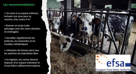 Bien-être animal - EFSA : Un accès au pâturage et un suivi des mammites pour les vaches laitières | Lait de Normandie... et d'ailleurs | Scoop.it