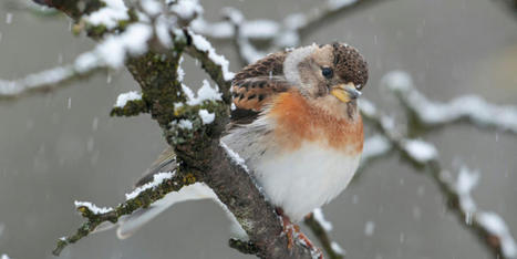 Comptage national des oiseaux des jardins les 27 et 28 janvier - LPO | Biodiversité : les chiffres-clés | Scoop.it