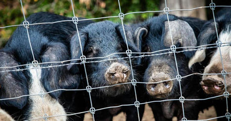 Aux portes de l'île, la peste porcine africaine inquiète la filière agricole | Actualité Bétail | Scoop.it