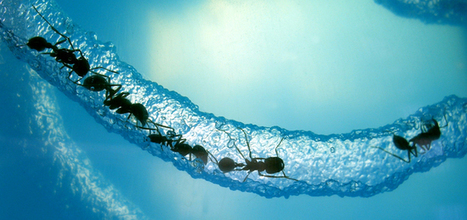 Les fourmis avaient inventé l'Internet avant les hommes | EntomoNews | Scoop.it