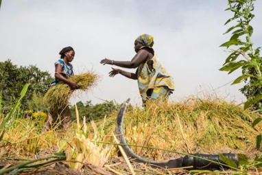 Gambie : la BAD accorde un financement supplémentaire de 16 millions $ pour renforcer l’agriculture et la sécurité alimentaire | Questions de développement ... | Scoop.it