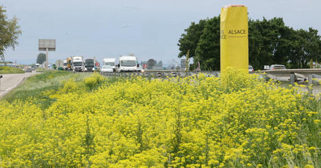 Alsace. Au bord des routes, le fragile triomphe des fleurs... rares ou invasives | Alsace Actu | Scoop.it