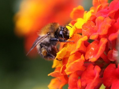 Bumblebee Flight Paths Could Inspire Faster Computers | Biomimicry | Scoop.it