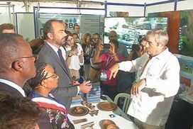 Sargasses : que doit on retenir de la conférence internationale en Guadeloupe ? | Revue Politique Guadeloupe | Scoop.it