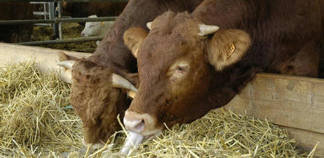 Viande : Toujours plus de bovins à l’abattoir | La Gazette des abattoirs | Scoop.it