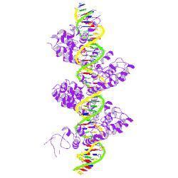 TAL effector breakthrough: The crystal structure of TAL effector PthXo1 bound to its DNA target | TAL effector science | Scoop.it