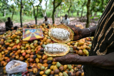 C&ocirc;te d'Ivoire: l'Etat va acheter les stocks de cacao pour r&eacute;soudre la crise | La Gazette France | Revue de Presse Afrique francophone par Service International de CCI Normandie | Scoop.it