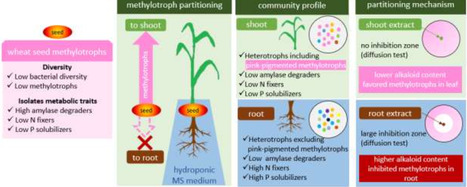 Differential partitioning of seed-inhabiting methylotrophs in the endosphere of wheat plants | BMC | RMH | Scoop.it