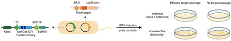 Engineered Un1Cas12f1 for multiplex genome editing with enhanced activity and targeting scope | Ncm | RMH | Scoop.it