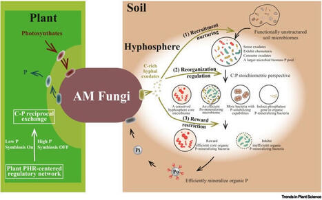 Arbuscular mycorrhizal fungi orchestrate belowground microbiomes in plant holobionts | Plant-Microbe Symbiosis | Scoop.it