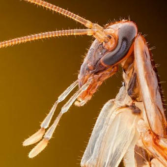Voici comment les cafards ont envahi le monde | Insect Archive | Scoop.it
