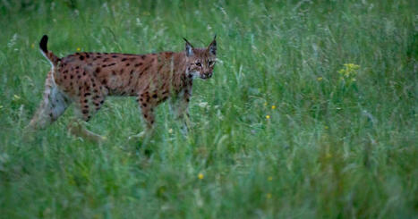 Jura. &laquo;&nbsp;Attention aux lynx&nbsp;&raquo;&nbsp;: de nouveaux panneaux bient&ocirc;t test&eacute;s sur les routes du haut Jura | Regards crois&eacute;s sur la transition &eacute;cologique | Scoop.it