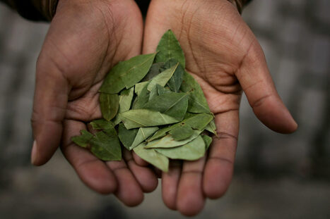 Colombia : The plant used to make cocaine could become the next superfood | AM&Eacute;RIQUES | Scoop.it