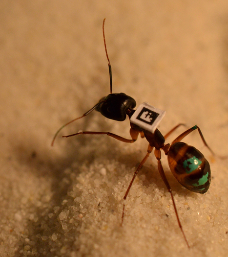 Researchers glue bar codes on to ants to study individual behavior within group (w/ video) | Insect Archive | Scoop.it