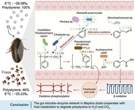 Le cafard, cet alli&eacute; inattendu contre la pollution plastique | EntomoNews | Scoop.it